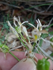 Anthericum baeticum