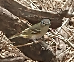Vireo solitarius