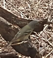 Vireo solitarius