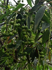 Prunus serotina capuli