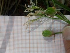 Anthericum baeticum