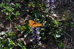 Boloria euphrosyne
