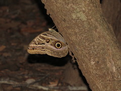 Caligo telamonius
