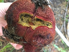 Gastroboletus amyloideus