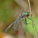 Common Emerald Dragonflies - Photo (c) Jerry Oldenettel, some rights reserved (CC BY-NC-SA)