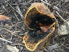 Gastroboletus amyloideus