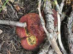 Gastroboletus amyloideus