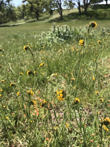 iNaturalist observation photo of Common Fiddleneck