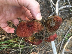 Gastroboletus amyloideus