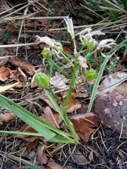 Anthericum baeticum