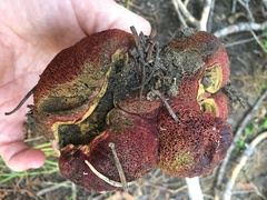 Gastroboletus amyloideus