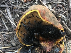 Gastroboletus amyloideus