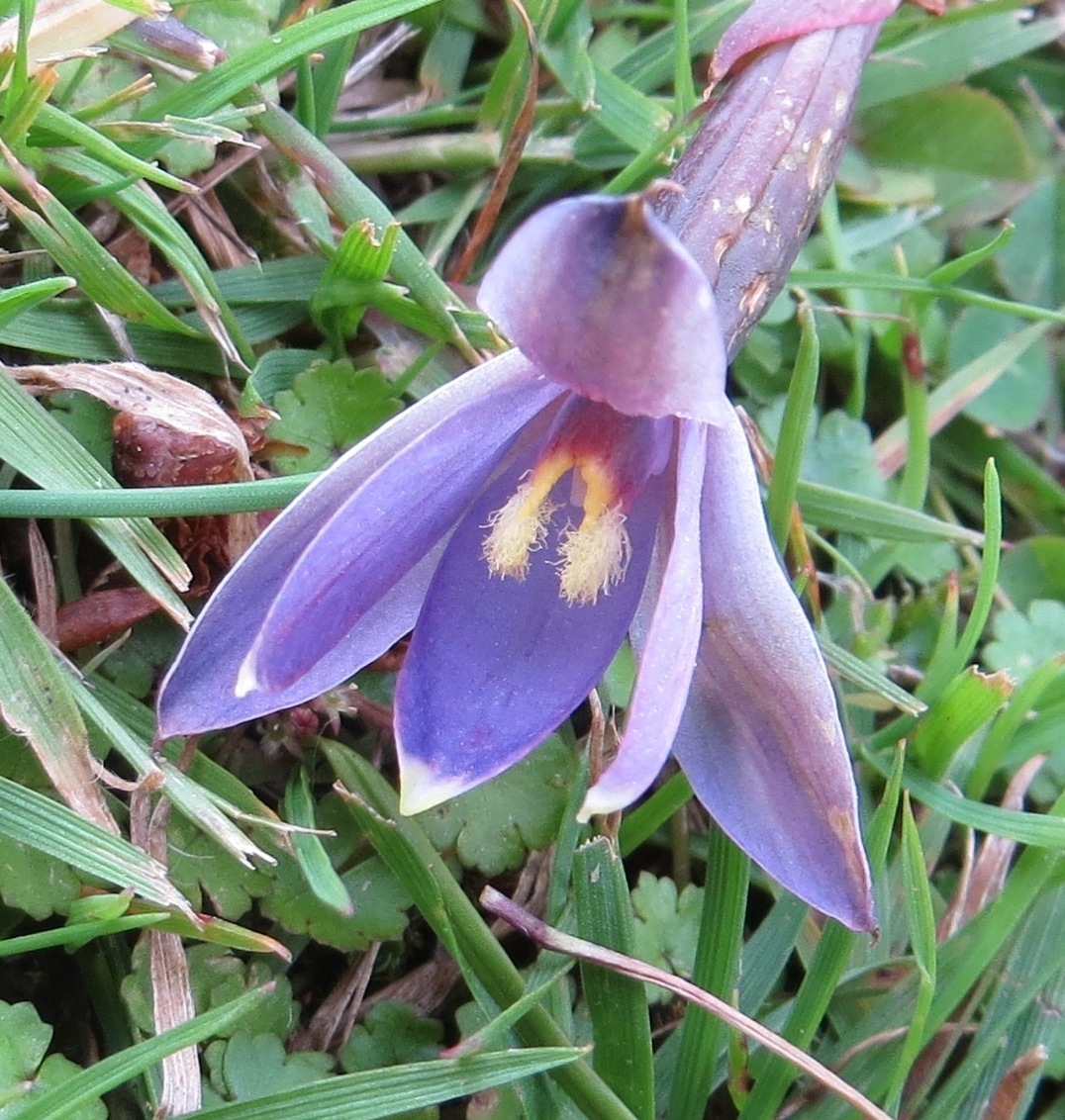 Image of Thelymitra formosa by (c) Kathy Warburton, some rights reserved (CC BY)