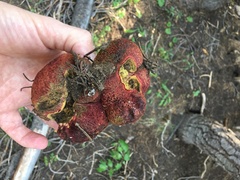 Gastroboletus amyloideus