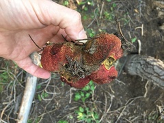 Gastroboletus amyloideus
