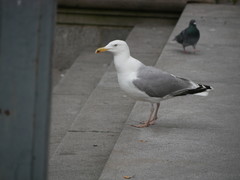 Larus argentatus