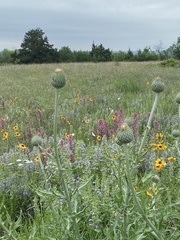Cirsium undulatum undulatum