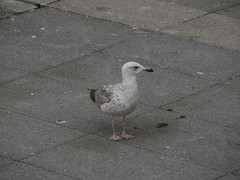 Larus argentatus