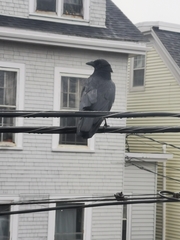 Corvus brachyrhynchos