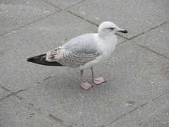 Larus argentatus