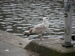 Larus argentatus