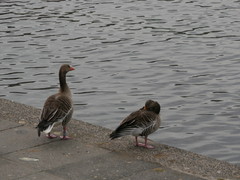 Anser anser