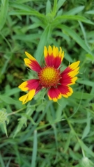 Gaillardia aestivalis