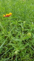 Gaillardia aestivalis