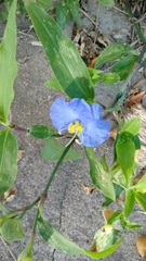 Commelina erecta