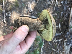 Caloboletus frustosus