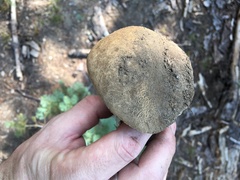 Caloboletus frustosus