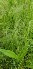 Agrostis hyemalis