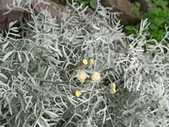 Senecio leucostachys
