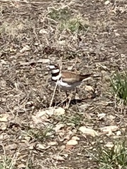 Charadrius vociferus