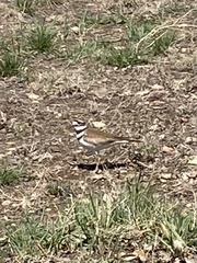 Charadrius vociferus