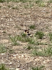 Charadrius vociferus