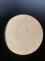 Pulvinula archeri