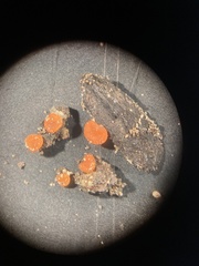 Pulvinula archeri