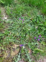 Echium plantagineum