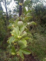 Passiflora edulis edulis