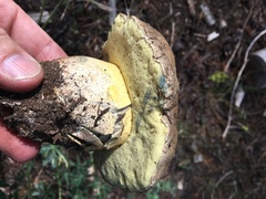 Butyriboletus abieticola