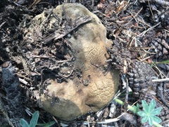 Butyriboletus abieticola