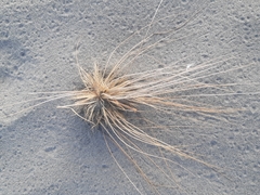 Spinifex