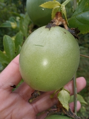 Passiflora edulis edulis