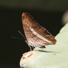 Adelpha gavina