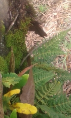 Blechnum parrisiae