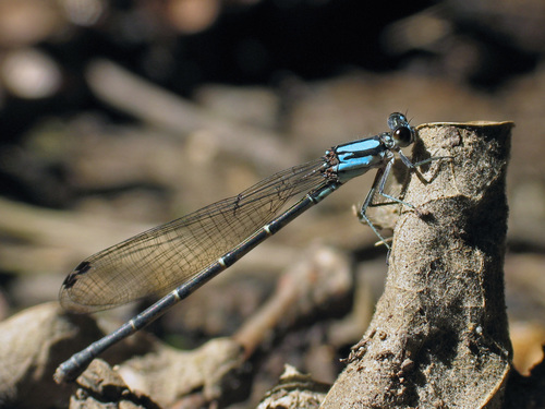 Blue-tipped Dancer