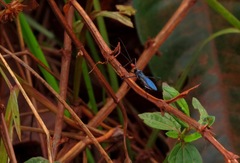 Zelus russulumus