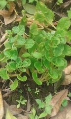 Ullucus tuberosus