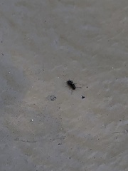 Brachymyrmex patagonicus